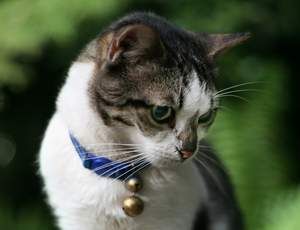 Gyvūnų pervežimas įmanomas, tačiau pagal griežtą tvarką