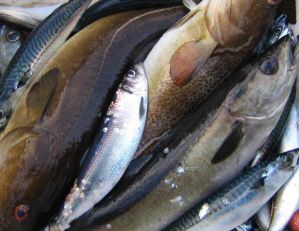 Apie mėgėjišką žvejybą Anglijoje