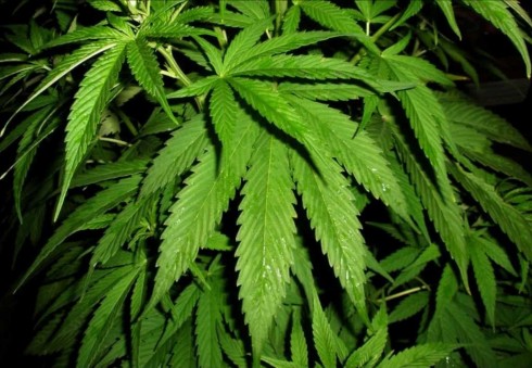 Vyrą norima nuteisti kalėti, nes jo darže auga laukinės kanapės