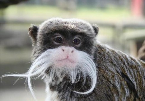 Nustebinkite savo vaikus tik jiems skirtu zoologijos sodu