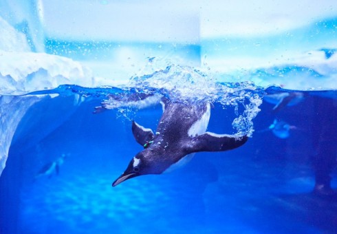 Antarktidos pingvinai jau laukia jūsų Londone!