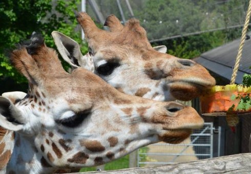 Mėgaukitės safario saulėlydžiais pačiame Londone