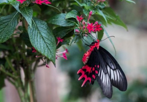 Londone – gražiausi pasaulio drugeliai tik jūsų akims