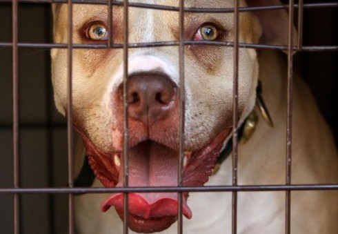 Ką reikia žinoti Anglijoje auginant šunį, kad jis nebūtų atimtas?