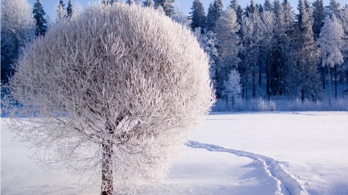  Paroda ,,Winter Art Exhibition” Notting Hille Londone jau laukia lankytojų