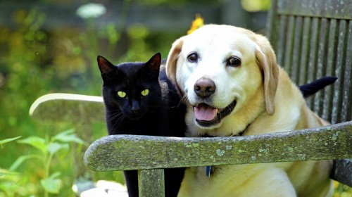 Skaitytojas: prieš perkant naminį gyvūnėlį gerai pagalvokite