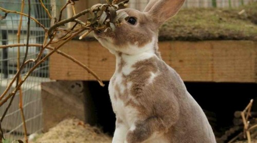 Londoniečiai kviečiami į velykinę mugę