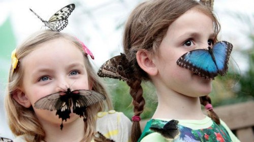 Londone – margaspalvių drugelių paroda