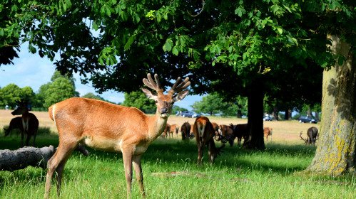 Nemokama ekskursija po Ričmondo parką Londone 