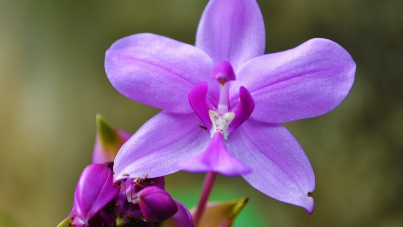 Orchidėjų festivalis Londone