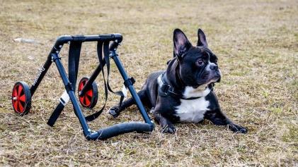 Unikalus projektas Lietuvoje – šunų Reabilitacijos centras - prašo pagalbos