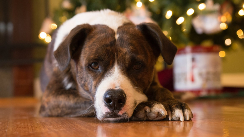 Lietuvos gyvūnų prieglaudoms reikalinga jūsų finansinė parama