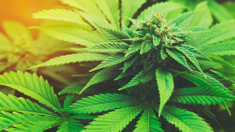 Kanapes JK auginęs lietuvis pabėgo, tačiau įkliuvo grįžęs ir gavo dvejus metus kalėjimo