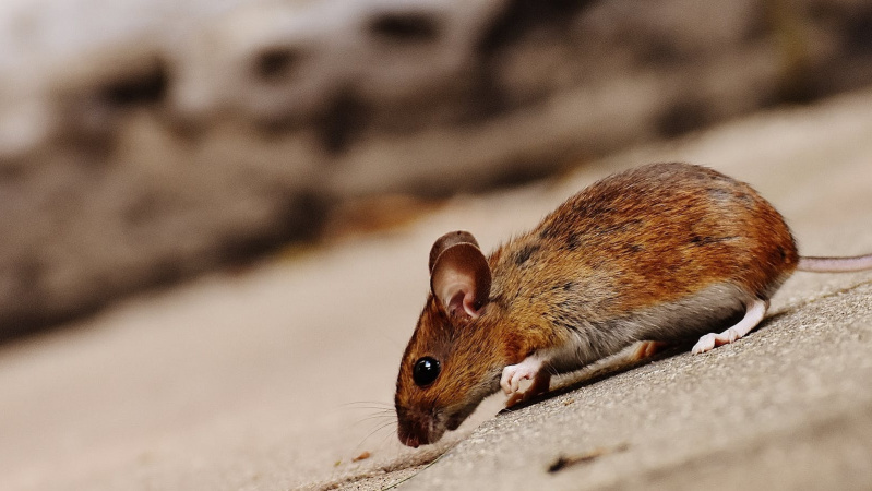 Lietuvos sostinę užpuolė... žiurkės! 