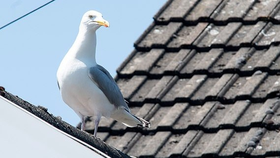 Senyvų anglų porą namie beveik savaitę įkaitais laikė ... kirai