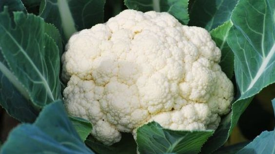 Didžiojoje Britanijoje – kalafiorų krizė