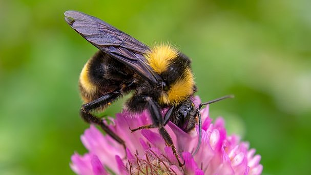 Apklausa JK: šiuolaikiniai vaikai nebepažįsta kamanės, dilgėlės ar zylės