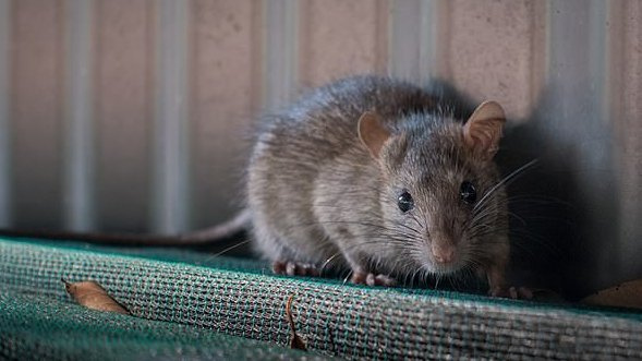 JK gyventojai perspėjami dėl žiurkių antplūdžio