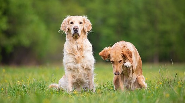 Turtuolių pora iš Londono ieško šunų prižiūrėtojo, kuris gyventų kartu