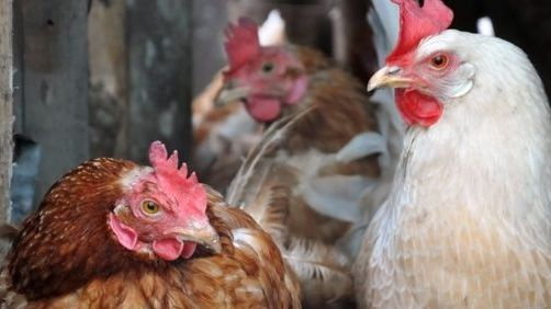 JK užfiksuotas paukščių gripo protrūkis