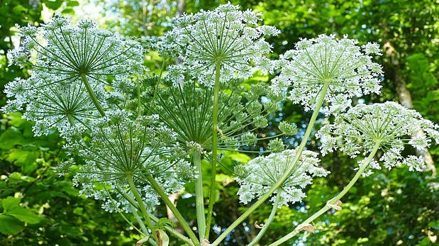 JK plinta pavojingas augalas, gali smarkiai nudeginti ir net apakinti