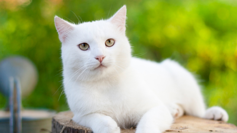 JK pirmą kartą koronavirusas oficialiai diagnozuotas ... katinui