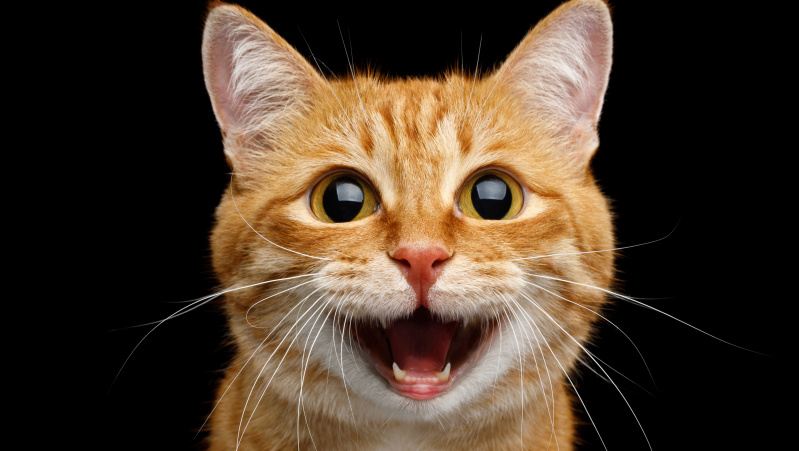 JK lietuvės košmaras: tautietei prižiūrėti palikta katė dingo, atostogos „nuplaukė“