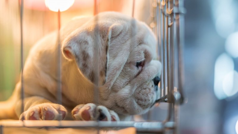 Lietuva – liūdnai pagarsėjusi JK dėl gyvūnų kontrabandos