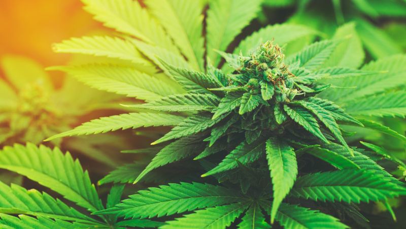 Kanapių plantaciją prižiūrėjęs JK lietuvis dienas leis už grotų