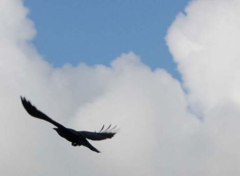 Šarkos atpažįsta save veidrodyje, nustatė vokiečių mokslininkai 