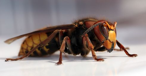 Širšės mirtinai sugėlė grybautoją