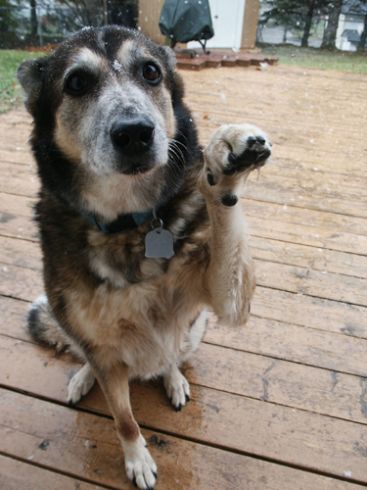 Prancūzijoje žmogžudystės byloje kaip liudininkas pasirodė... šuo