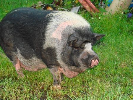 Australijoje įniršęs kuilys moteriai neleido išeiti iš namų