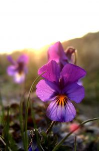 Lietuvoje žydi žibuoklės