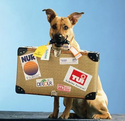 Atsivežti augintinį į Britaniją – mažiau apribojimų