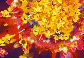 Tropikai - visai šalia Jūsų