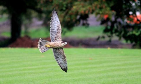 Neįprastas reginys - dresuotų sakalų pasirodymai Londone